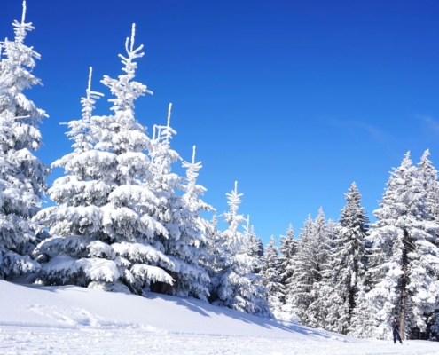 So eine herrliche winterliche Pracht - Tannen im weißen Schneekleid. Ob uns dieses Jahr eine so schöne weiße Weihnacht beschert wird? Foto: pixabay