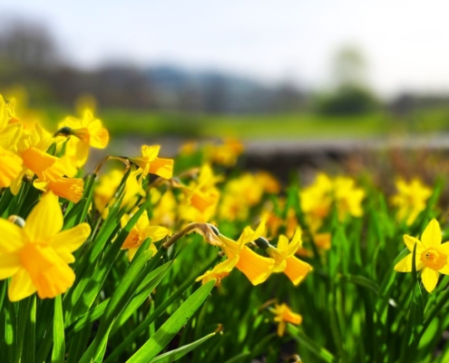 Frühling liegt in der Luft: endlich sprießt das Grün und passend zu Ostern leuchten Osterglocken in herrlichem Gelb um die Wette. POLYMOLD wünscht Frohe Ostern!