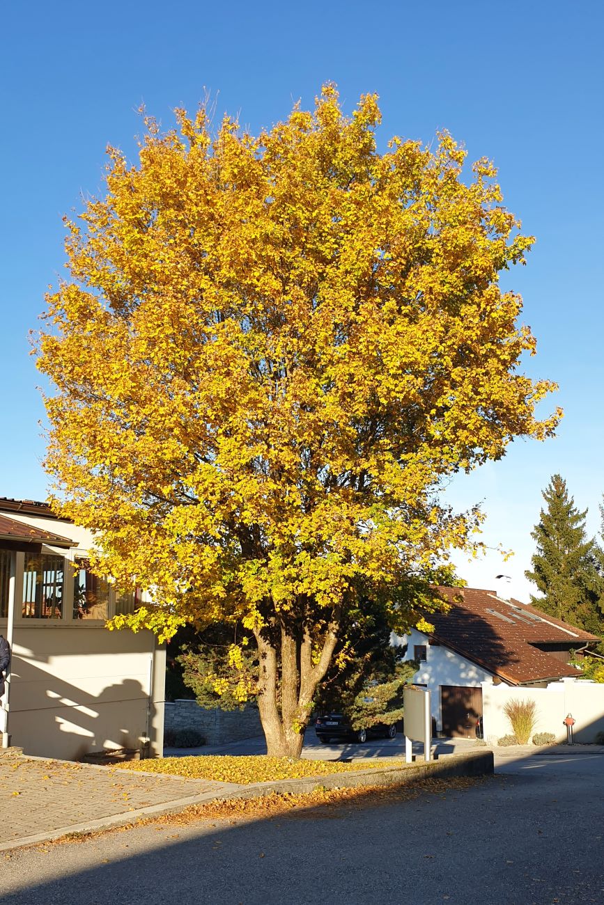 Dieser Ahorn am Eingang von POLYMOLD hat all unsere Azubis "miterlebt" bei ihrem Start ins Berufsleben.
