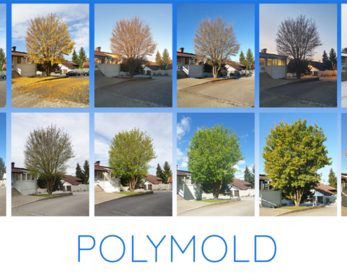 Dieser leuchtende Ahorn steht am Eingang von POLYMOLD. Für Irion Josef immer wieder ein beliebtes Fotomotiv - über alle Jahreszeiten hinweg - und ein wunderbares Bild für Veränderung und gemeinsames Wachstum.