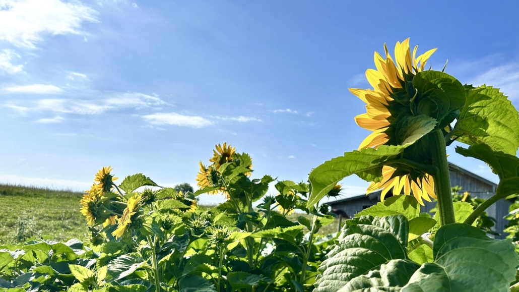 Keine SOMMERPAUSE bei POLYMOLD – trotz Ferienzeit Dieser Sommer ist anders: Erstmalig gibt es bei uns keinen Betriebsurlaub im August. Wir sind durchgehend für Sie da - auch während der Ferienzeit! Ihr Team POLYMOLD