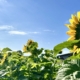Dieser Sommer ist anders: Erstmalig gibt es bei uns keinen Betriebsurlaub im August. Wir sind durchgehend für Sie da - auch während der Ferienzeit! Ihr Team POLYMOLD
