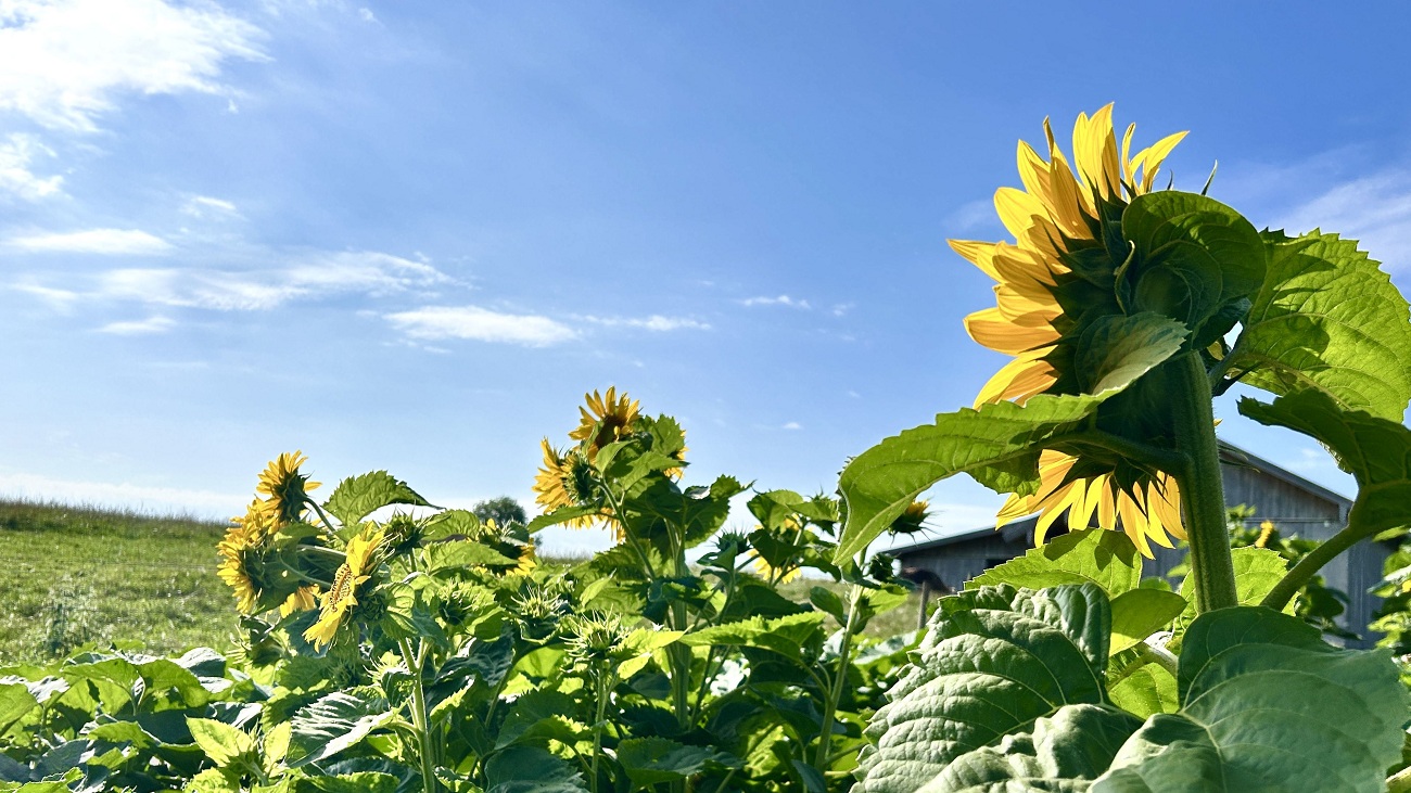 Keine SOMMERPAUSE bei POLYMOLD - trotz Ferienzeit Dieser Sommer ist anders: Erstmalig gibt es bei uns keinen Betriebsurlaub im August. Wir sind durchgehend für Sie da - auch während der Ferienzeit! Ihr Team POLYMOLD